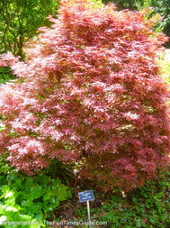 Acer_palmatum__Japanese_maple_Shaina.JPG