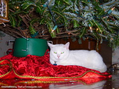 Boo_under_the_tree.JPG