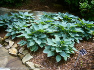 Carol_Mackie_Daphne_hostas.JPG