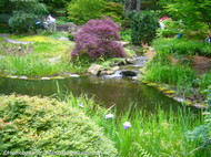 Japanese_maple_tree_gives_contrast.JPG