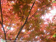 Japanese_maples_are beautiful_from_below_too.JPG