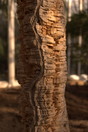 Quercus_suber_aka_cork_oak.jpg