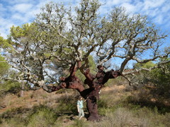 Quercus_suber_algarve.jpg