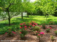 apple_trees_and_rose_bushes.JPG