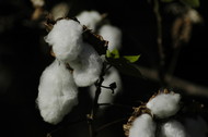 cotton_image_by_velma.jpg