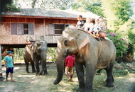 elephant_taxi.jpg