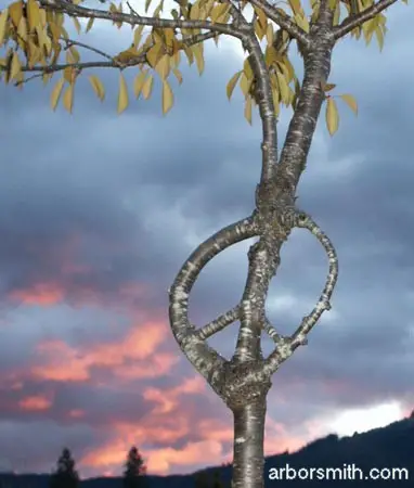 http://homebuilding.thefuntimesguide.com/images/blogs/peace_sign_tree_at_sunset.jpg
