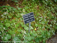 strawberry_geranium_from eastern_Asia.JPG