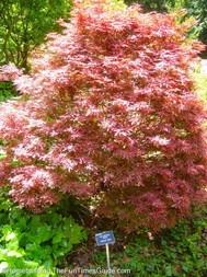 Acer_palmatum__Japanese_maple_Shaina.JPG