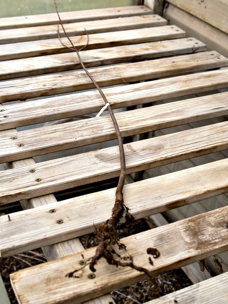 I've Had Good Luck Buying Trees Online For My Backyard Here's My