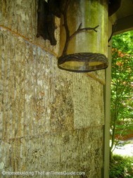 closer_view_Tulip_Poplar_bark_siding.JPG