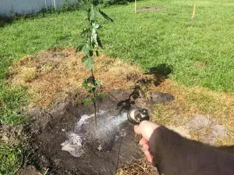 This is what my Maple tree looked like immediately after planting it and giving it some water.