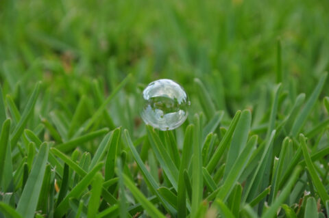 Here are some tips for growing Floratam grass in your yard.
