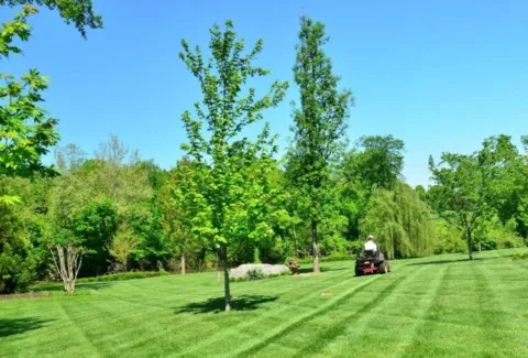 Here are some tips for mowing Floratam grass.
