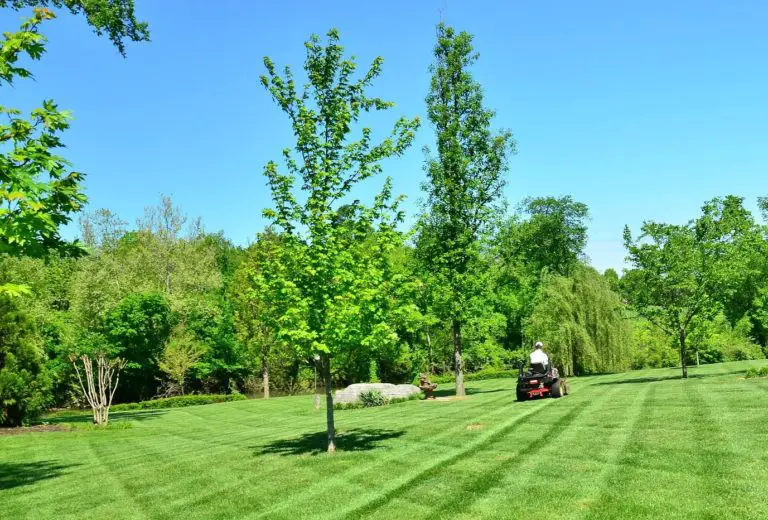 Floratam Grass Care: How To Water, Mow, And Fertilize This St ...