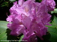 purple_rhododendron.JPG