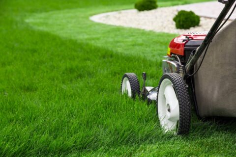 Floratam Grass 101: See If This Pest-Resistant Variety Of St. Augustine Grass Is Right For Your Yard
