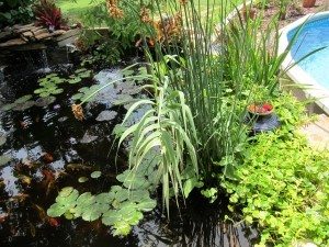water-garden-plants